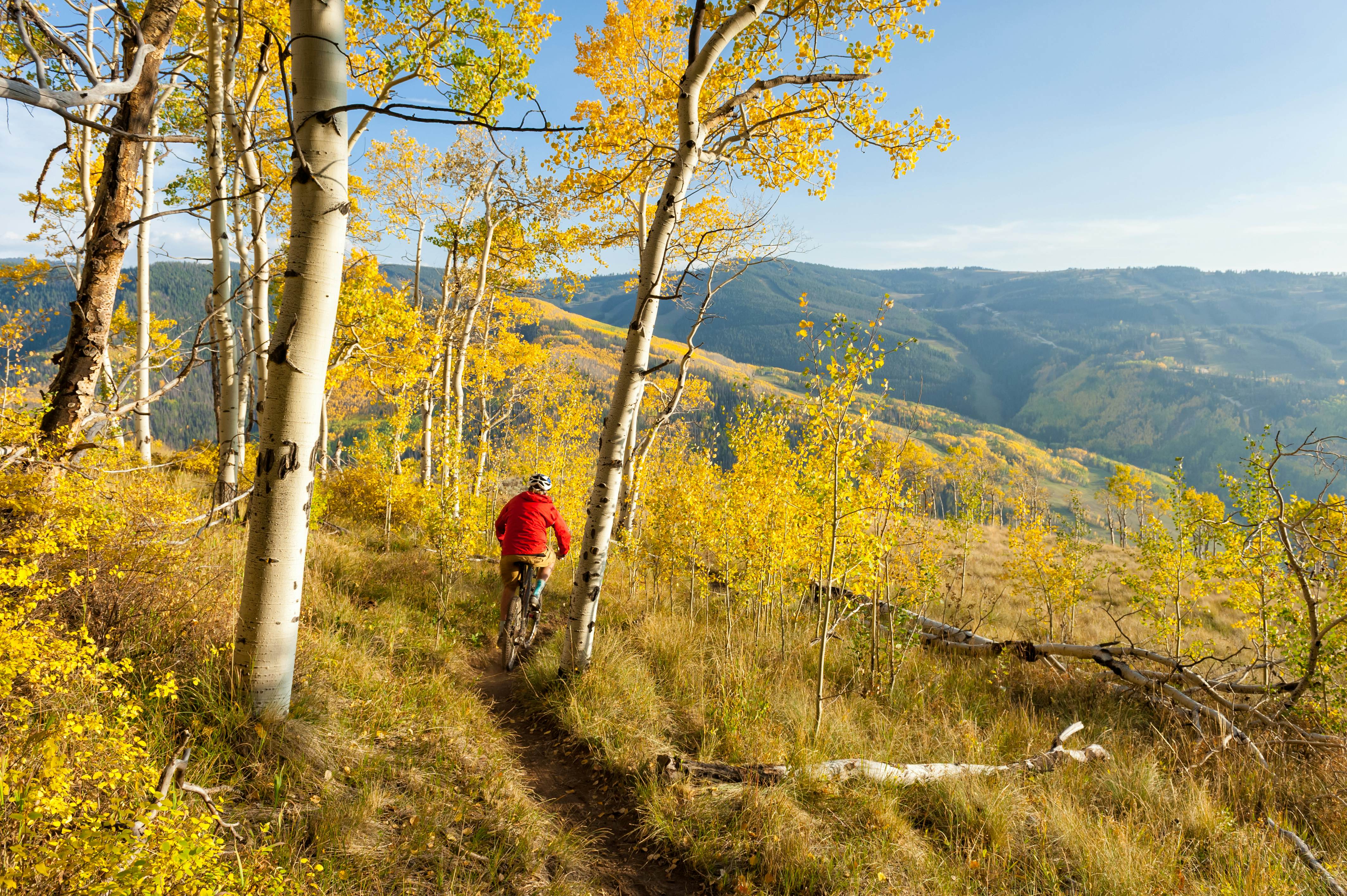 Scenic location in peak fall colors with golden aspens and scenic mountain views.  Recreation on singletrack in mountains.  Captured as a 14-bit Raw file. Edited in 16-bit ProPhoto RGB color space.